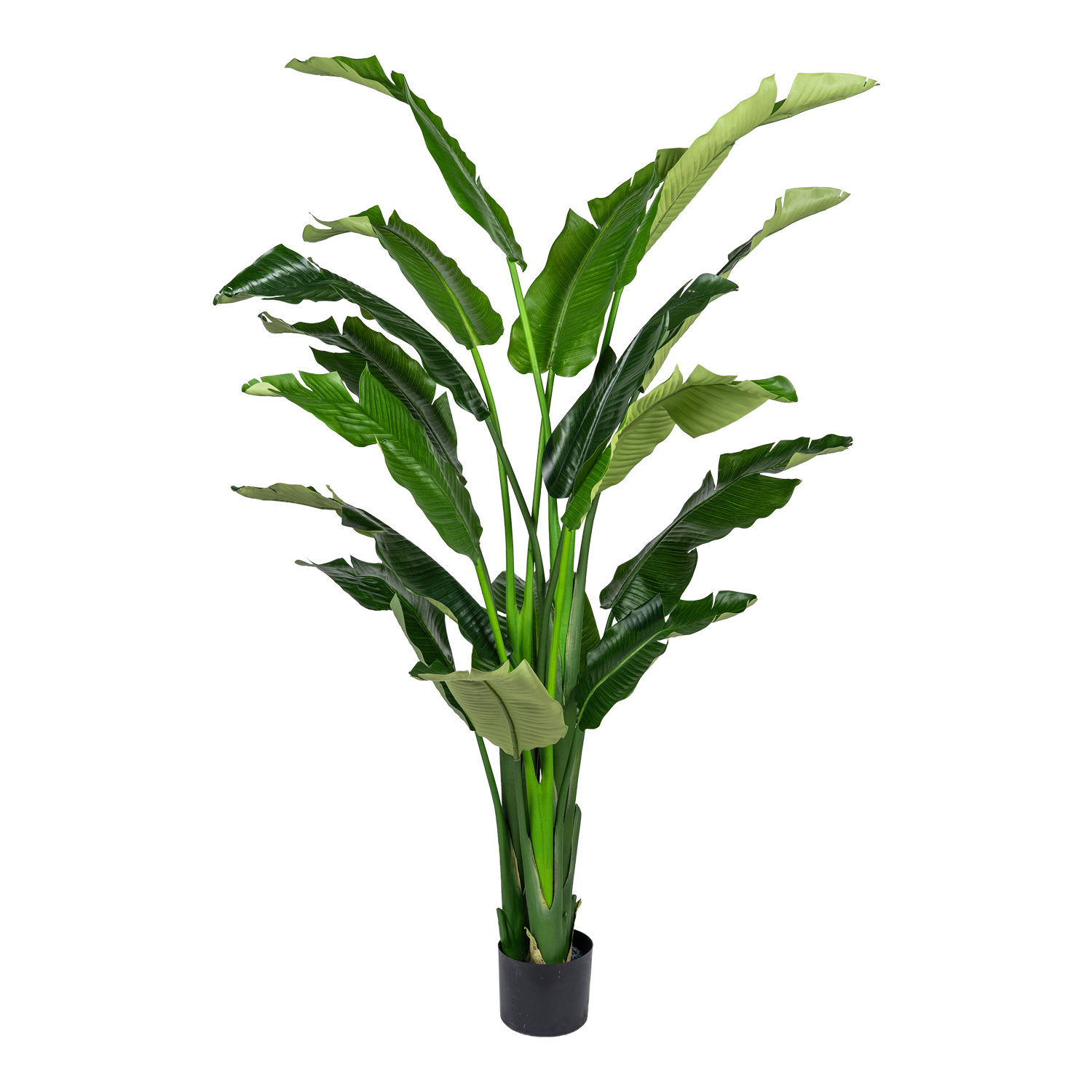 Bird of Paradise Tree - TL1071