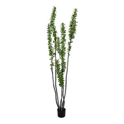 Ocotillo Tree - TL1073