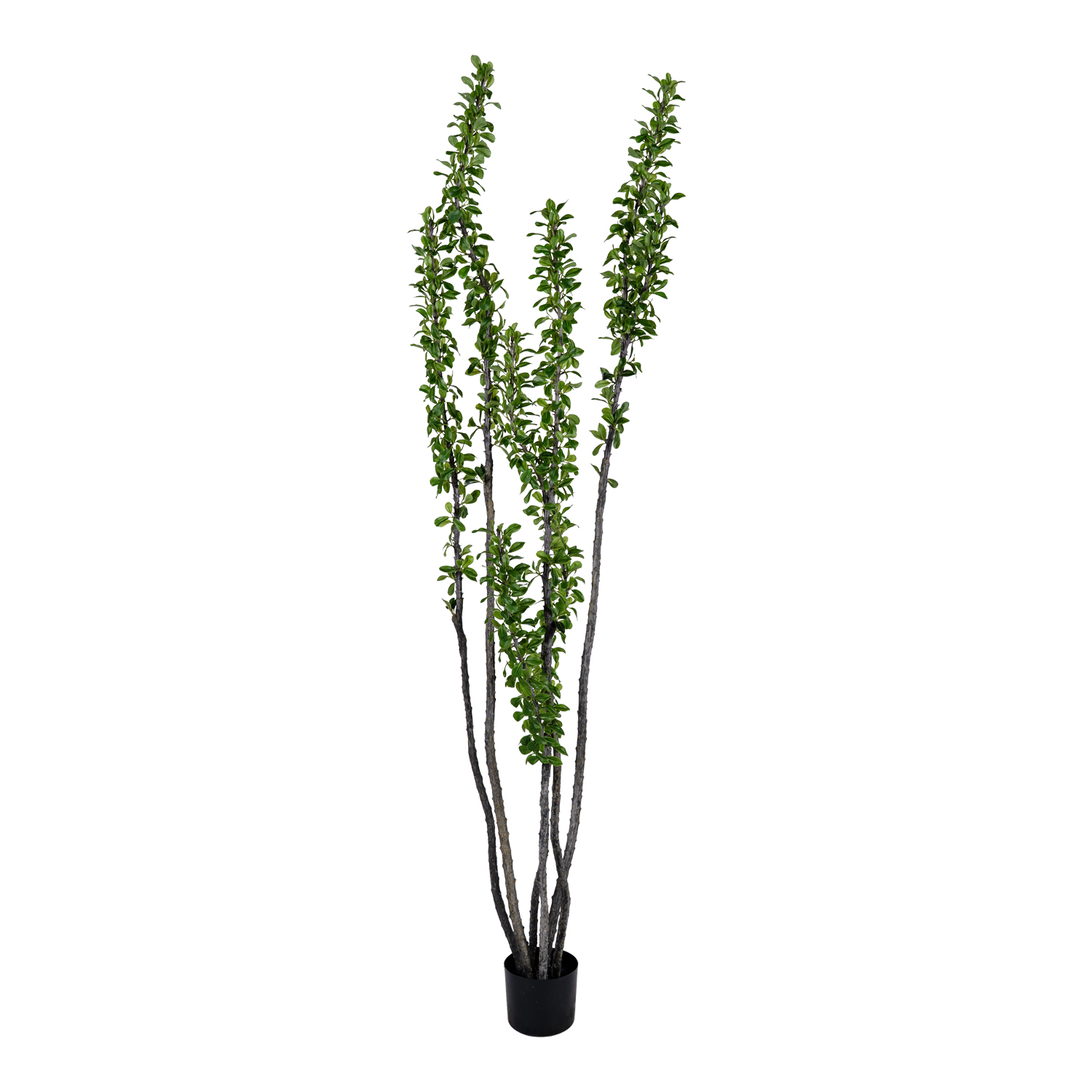 Ocotillo Tree - TL1073